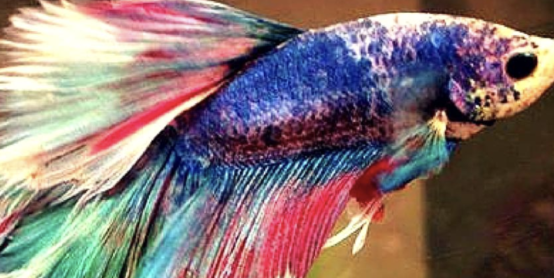 What is the prettiest multicolor betta fish?