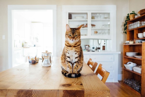 Cat Cafés and Beyond: Japan’s Unique Animal Cafés for Animal Enthusiasts